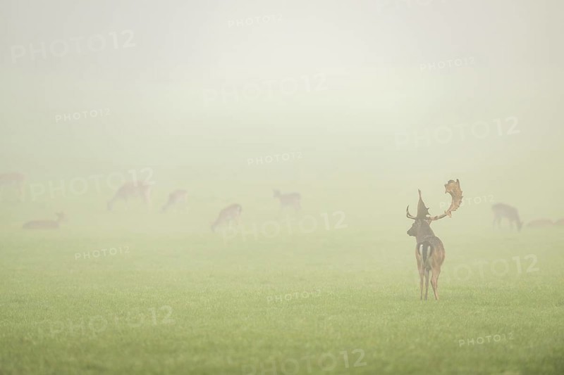 European fallow deer (dama dama) buck with its pack during the mating season on a meadow on a foggy day in autumn, Bavaria, Germany