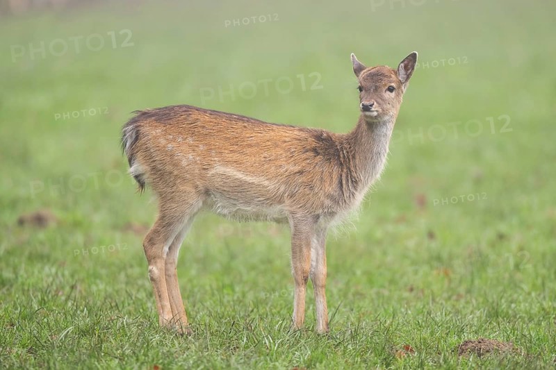 European fallow deer (dama dama) doe standing on a meadow on a foggy day in autumn, Bavaria, Germany