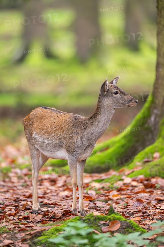 European fallow deer (dama dama) doe standing in a forest in autumn, Bavaria, Germany