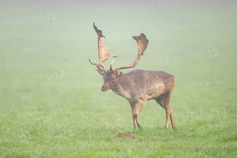 European fallow deer (dama dama) buck on a meadow on a foggy day in autumn, Bavaria, Germany