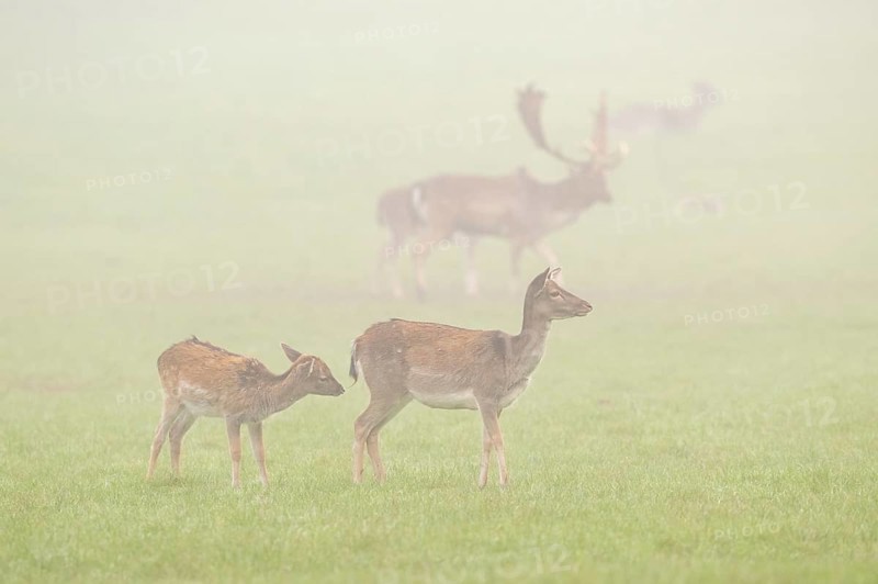 European fallow deer (dama dama) doe standing on a meadow on a foggy day in autumn, Bavaria, Germany