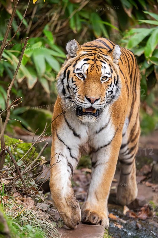 Siberian tiger or Amur tiger (Panthera tigris altaica) walking on the ground in autumn, captive, Germany