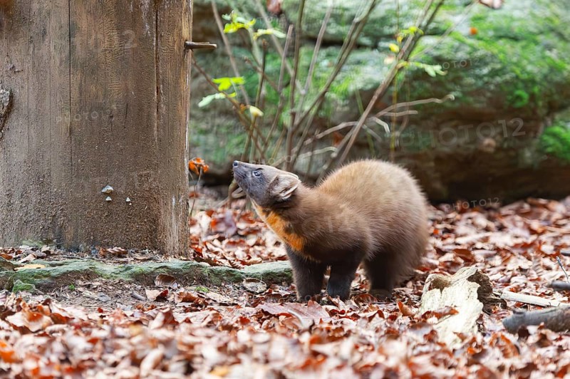 European pine marten (Martes martes) in a forest in autumn, Bavaria, Germany