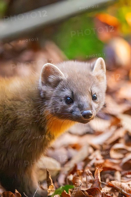 European pine marten (Martes martes) in a forest in autumn, Bavaria, Germany