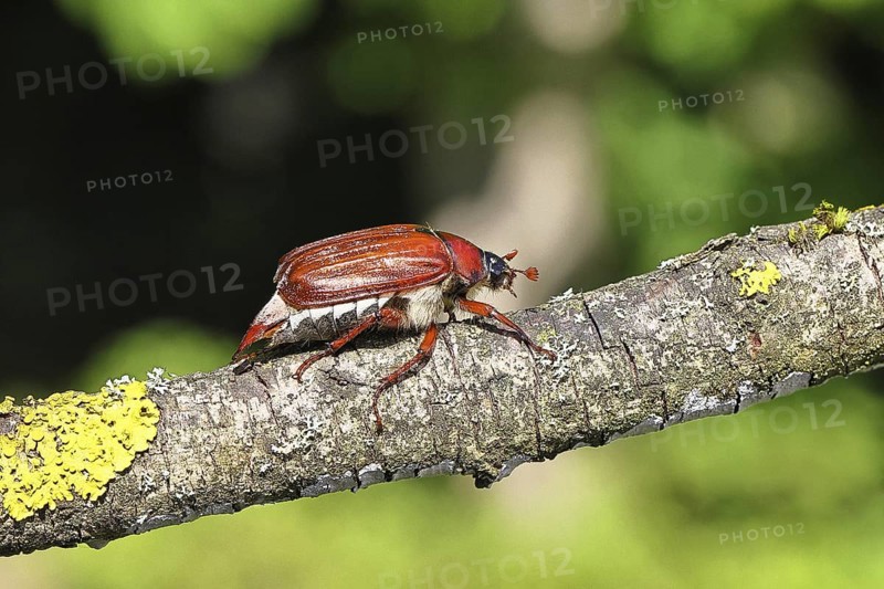 May beetle, wood cockchafer (Melolontha hippocastani), female, on a branch covered with lichen, close-up, Wilnsdorf, North Rhine-Westphalia, Germany