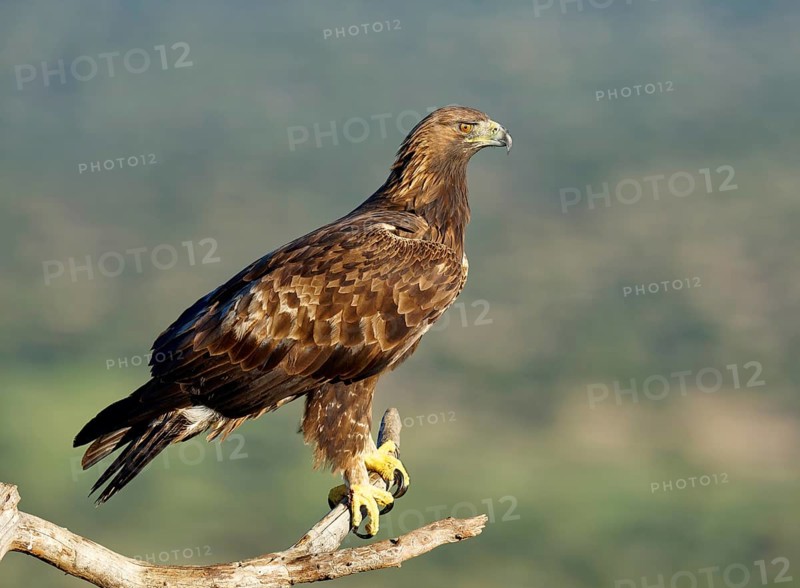 Golden eagle (Aquila chrysaetos) on a branch, Andalusia, Spain