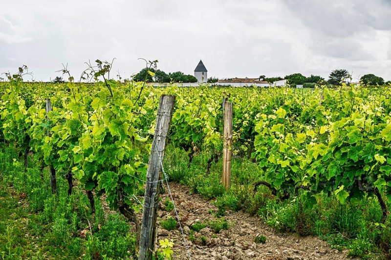 Fields ang Grape plantations, Saint-Clement-des-Baleines, Atlantic, France