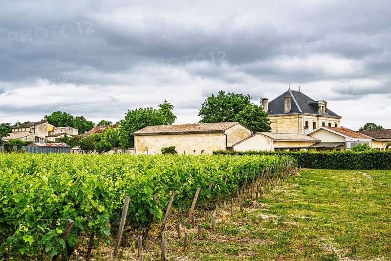 Vineyard of Chateau Pichon Longueville Baron Vineyard and grape fields around Pauillac, Bordeaux, Gironde, Nouvelle-Aquitaine, France