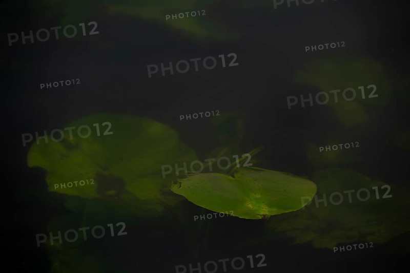 Nature photograph of a leaf of a water lily (Nymphaea) just below the water surface, nature photo, flora, plant, Steinhuder Meer, Mardorf, Neustadt am Rübenberge, Hanover Region, Lower Saxony, Germany