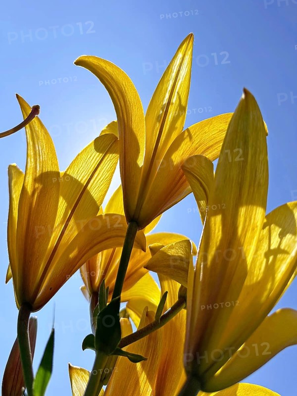 Yellow lily (Lilium cultorum) in front of a blue sky, photographed from a frog's perspective