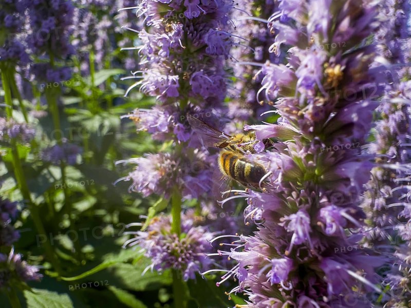 Honey bee (Apis) sitting on scented nettle, aniseed scented nettle, aniseed hyssop, aniseed giant hyssop (Agastache foeniculum)