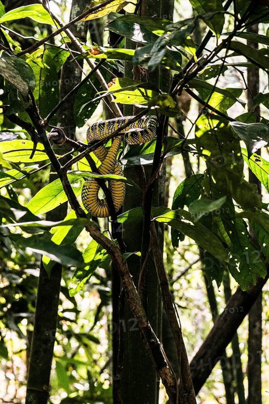 Jungle and rainforest with snake, Khao Sok National Park, Phang Nga, Surat Thani, Thailand