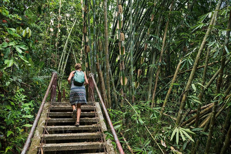 Jungle with giant bamboo, Khao Sok National Park, Phang Nga, Surat Thani, Thailand