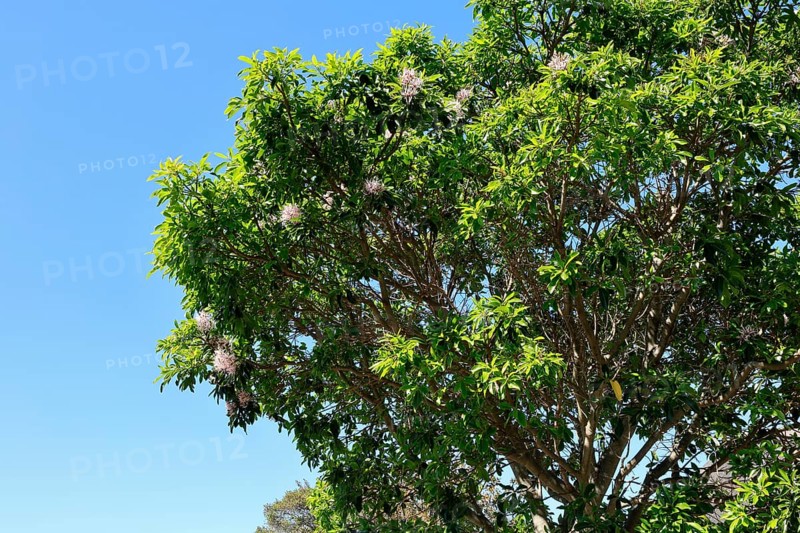 Calodendrum capense, Cape chestnut, Calodendrum tree, flower, flowering, Kirstenbosch Botanical Gardens, Cape Town, South Africa