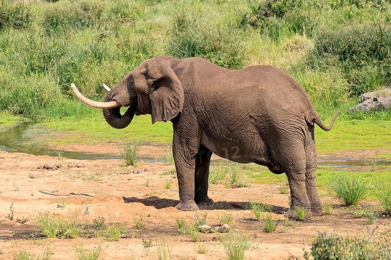 African elephant (Loxodonta africana), adult, digging, drinking, searching for water, Kruger, Kruger National Park, South Africa