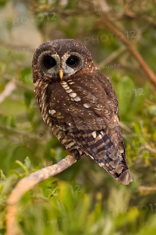African Tawny Owl (Strix woodfordii), African Tawny Owl, African Bush Owl, African Tawny Owl, Woodford's Owl, Woodford's Owl, adult, perch, alert, Western Cape, South Africa, Africa