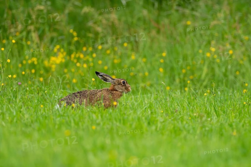 European hare (Lepus europaeus), Vulkaneifel, Rhineland-Palatinate, Germany