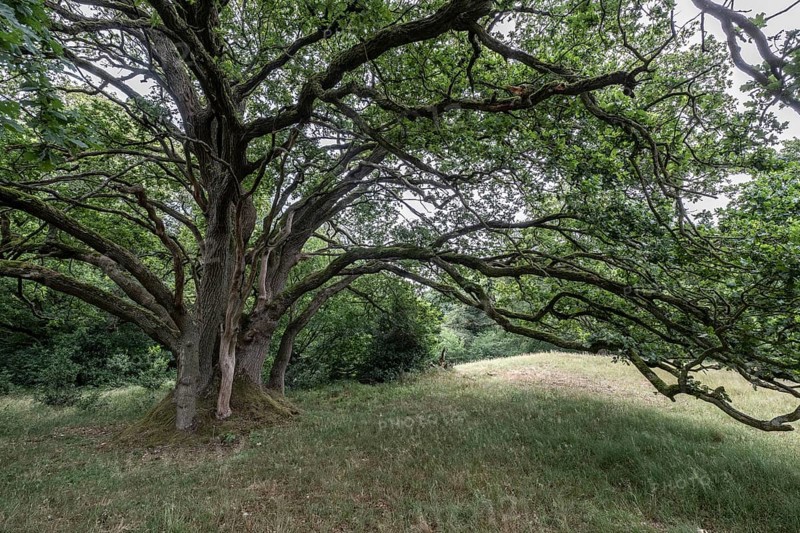 English oak (Quercus robur) in the Hutewald forest, Emsland, Lower Saxony, Germany