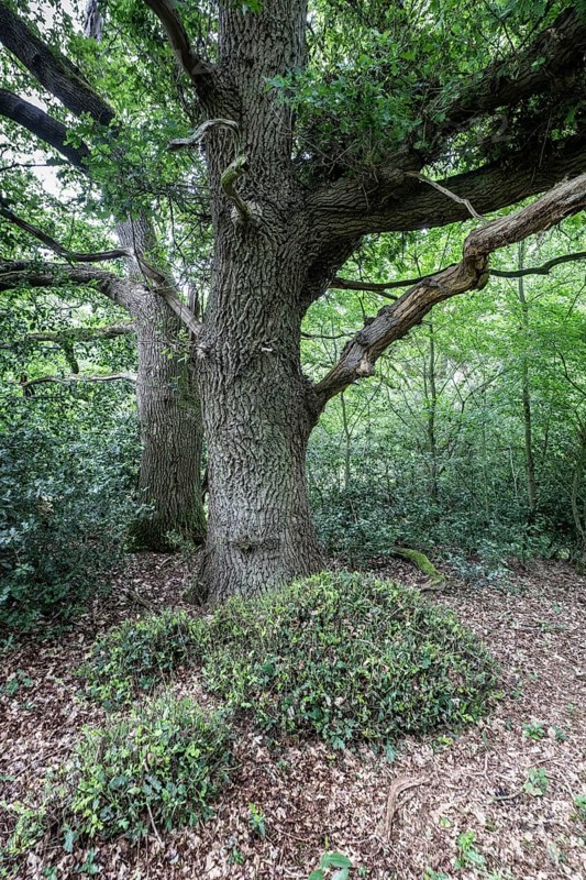English oak (Quercus robur) in the Hutewald forest, Emsland, Lower Saxony, Germany