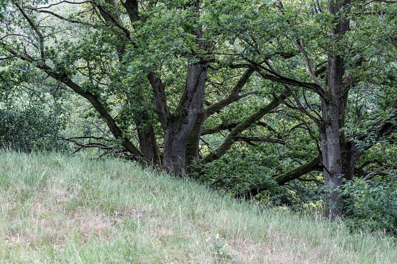 English oaks (Quercus robur) in the Hutewald forest, Emsland, Lower Saxony, Germany