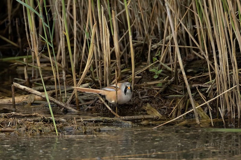 Bearded tit or reedling (Panurus biarmicus) adult male bird in a reedbed, England, United Kingdom