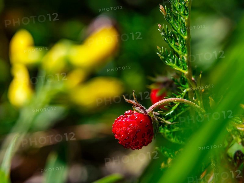 Wild strawberry (Fragaria vesca), Jenner, Berchtesgaden National Park, Schönau am Königssee, Berchtesgadener Land, Upper Bavaria, Bavaria, Germany
