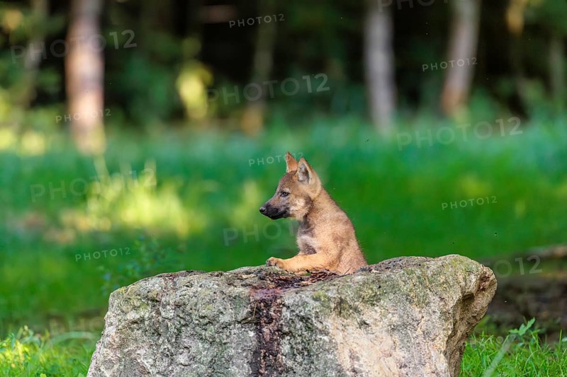 A gray wolf pup (Canis lupus lupus) stands on a small hill at the edge of the forest and observes the other members of the pack. A second pup passes behind him