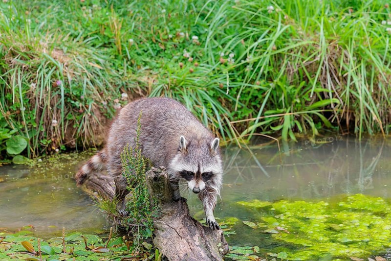 An adult raccoon (Procyon lotor) crosses the shallow water of a stream on a broken branch of a tree