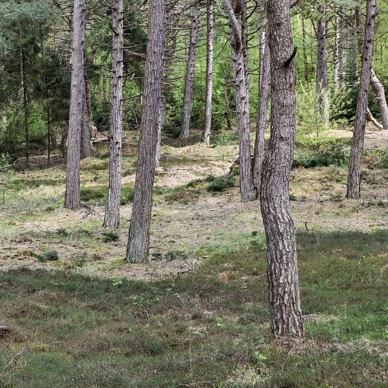 Dune pine forest... Wernerwald (Cuxhaven-Duhnen), black pines (Pinus nigra), typical forest form on nutrient-poor, sandy soils, only forest on the German North Sea coast in direct transition to the Wadden Sea, native nature, Cuxhaven, Duhnen, Sahlenburg, Lower Saxony, Germany, Western Europe