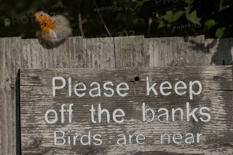 European robin (Erithacus rubecula) adult bird on a sign at a wildlife trust site, Lackford Lakes nature reserve, Suffolk, England, United Kingdom