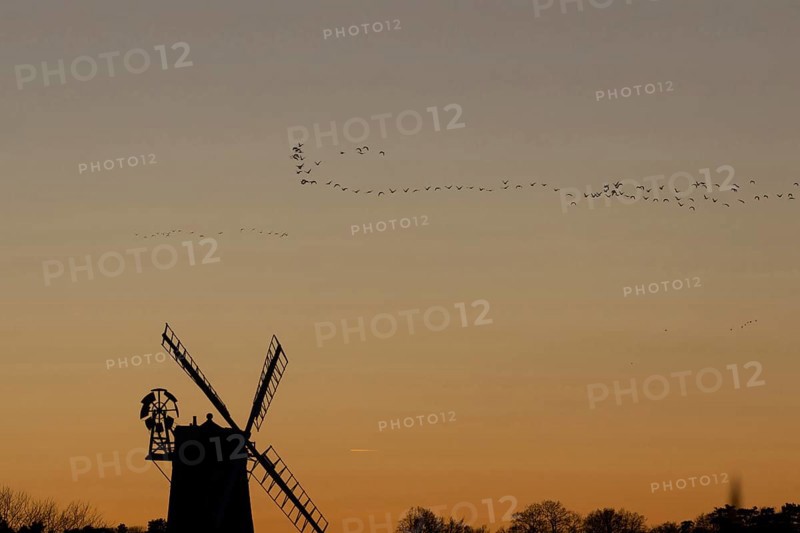 Windmill silhouette at sunset with a red sky and a skein or flock of Pink-footed geese (Anser brachyrhynchus) birds flying above, Cley-next-to-the-sea, Norfolk, England, United Kingdom