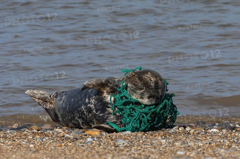 Grey seal (Halichoerus grypus) adult animal with netting wrapped around its body resting on a beach, England, United Kingdom