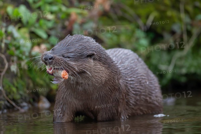 Eurasian otter (Lutra lutra) adult animal eating a fish in a river, England, United Kingdom