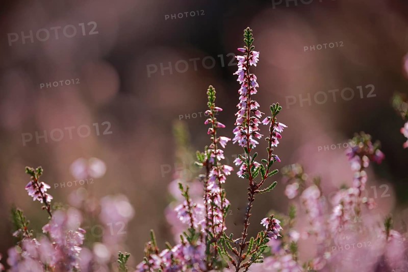 Close-up of flowering heather against the light in the Lüneburg Heath, Lower Saxony, Germany