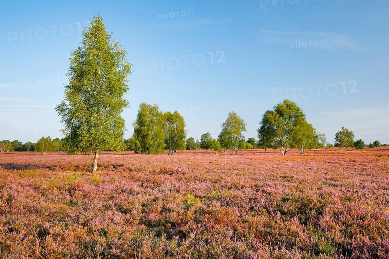 Birch trees in the blooming Lüneburg Heath, Osterheide near Schneverdingen, Lower Saxony, Germany