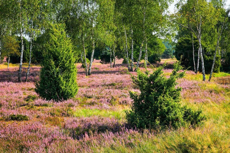 Birches and junipers in the blooming Lüneburg Heath, Lower Saxony, Germany