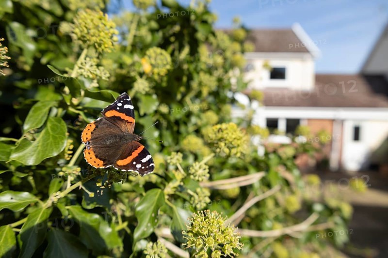 Red admiral butterfly (Vanessa atalanta) adult insect feeding on Ivy (Hedera helix) flowers in summer in an urban garden with a house in the background, England, United Kingdom