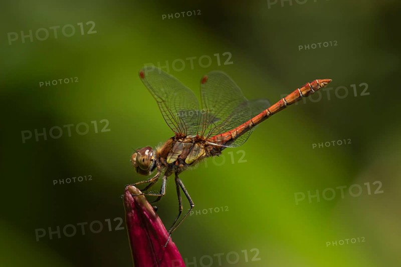 Ruddy darter dragonfly (Sympetrum sanguineum) adult insect resting on a lily flower in summer, England, United Kingdom