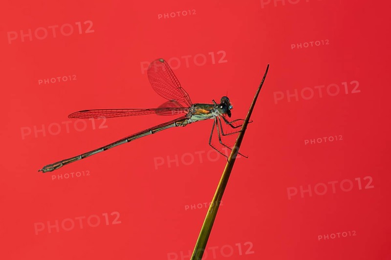 Emerald damselfly (Lestes sponsa) adult insect resting on a pond reed stem in summer, England, United Kingdom