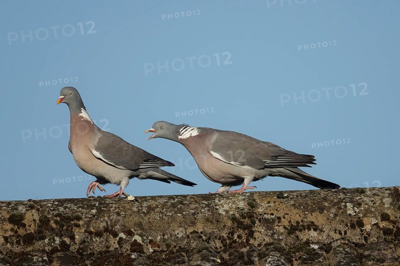 Wood pigeon (Columba palumbus) two adult birds with one chasing the other during their courtship display on an urban house rooftop, England, United Kingdom