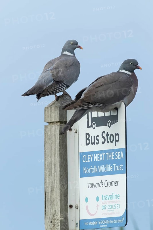 Wood pigeon (Columba palumbus) two adult birds on a bus stop sign at the Norfolk wildlife trust site of Cley marshes, Norfolk, England, United Kingdom