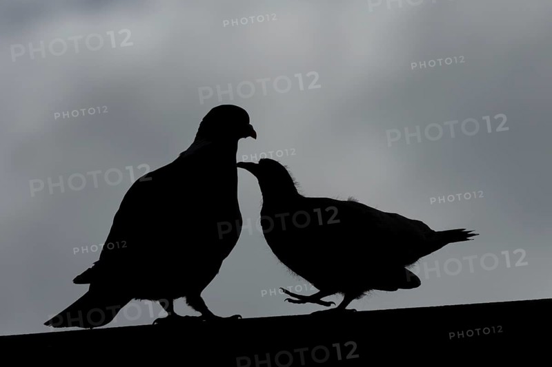 Wood pigeon (Columba palumbus) silhouette of two birds with a juvenile squab bird begging for food on an urban house rooftop with an adult parent bird, England, United Kingdom