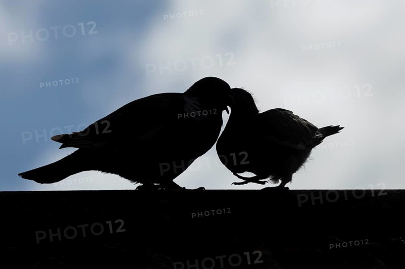 Wood pigeon (Columba palumbus) silhouette of two birds with a juvenile squab bird being fed by an adult parent bird on an urban house roof, England, United Kingdom