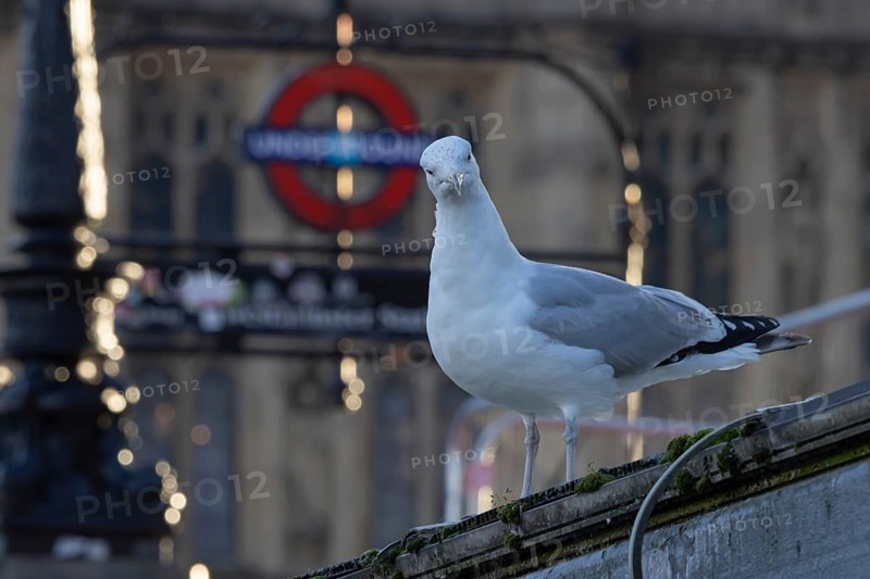 Herring gull (Larus argentatus) adult bird outside Westminster underground station, London, England, United Kingdom