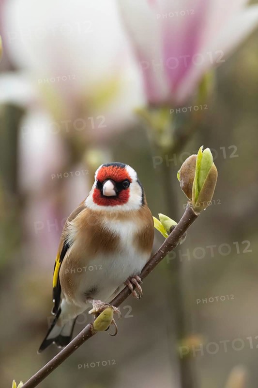 European goldfinch (Carduelis carduelis) adult bird on a flowering garden Magnolia tree in spring, England, United Kingdom