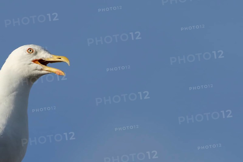 Herring gull (Larus argentatus) adult bird calling, England, United Kingdom