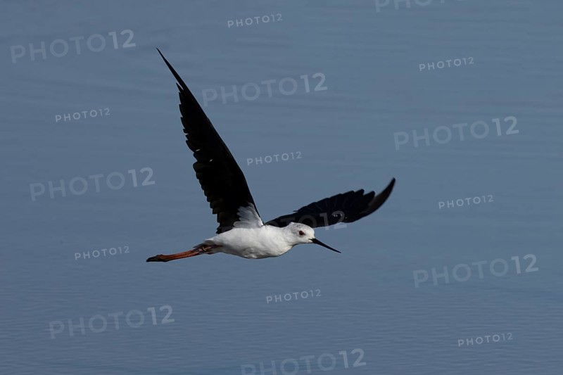 Black winged stilt (Himantopus himantopus) adult bird in flight over a lagoon, England, United Kingdom