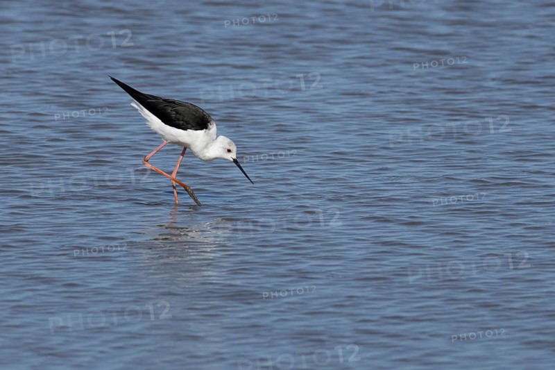Black winged stilt (Himantopus himantopus) adult bird in a shallow lagoon, England, United Kingdom