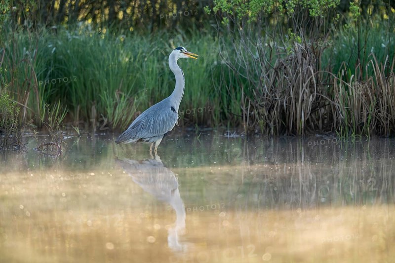 Grey heron (Ardea cinerea), Vulkaneifel, Rhineland-Palatinate, Germany