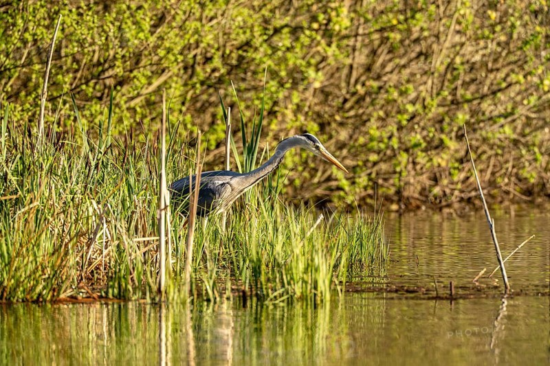 Grey heron (Ardea cinerea), standing by the water while hunting, Vulkaneifel, Rhineland-Palatinate, Germany